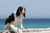 CAVALIER KING CHARLES 105